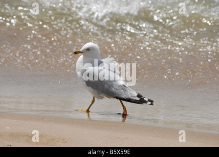 Eine Möwe am Strand am Rand des Wassers. Stockfoto