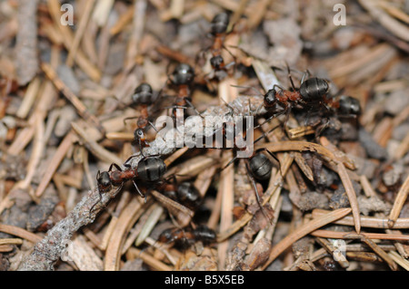 Gruppe von Ameisen - Formica Rufa L. - auf einem Ameisenhaufen tragen zusammen einen kleinen Zweig. Stockfoto