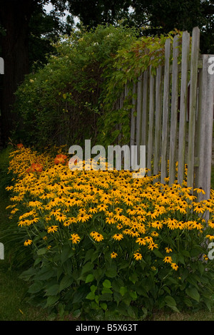 Black Eyed Susans Rudbeckia Hirta Asteraceau und Taglilien gegen einen Holzzaun Stockfoto