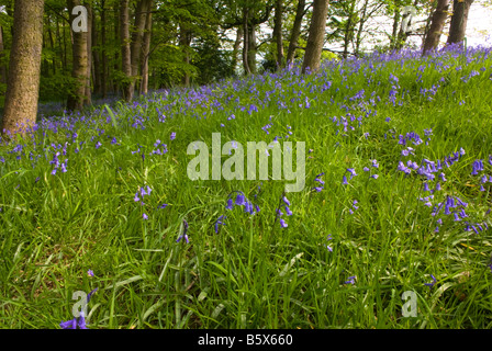 Bluebell Holz bei Oxley Bank Yorkshire Sculpture Park Bretton West Yorkshire UK Stockfoto