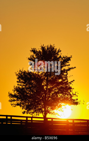 Baum und Zaun Silhouette gegen die untergehende Sonne in Woodford County Kentucky Stockfoto