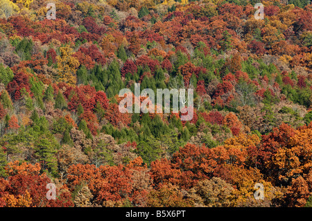 Herbst Farbe in Daniel Boone National Forest McCreary County Kentucky Stockfoto