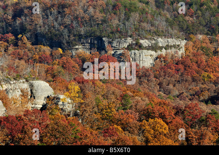 Herbst Farbe in Daniel Boone National Forest McCreary County Kentucky Stockfoto