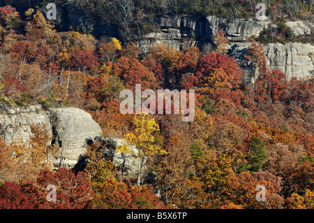 Herbst Farbe in Daniel Boone National Forest McCreary County Kentucky Stockfoto