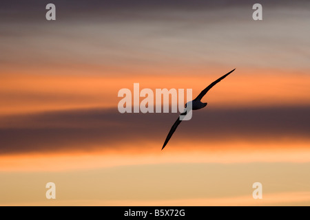 Silhouette des Black-Browed Albatros (Diomedea Melanophris) bei Sonnenuntergang über südlichen Ozean fliegen Stockfoto