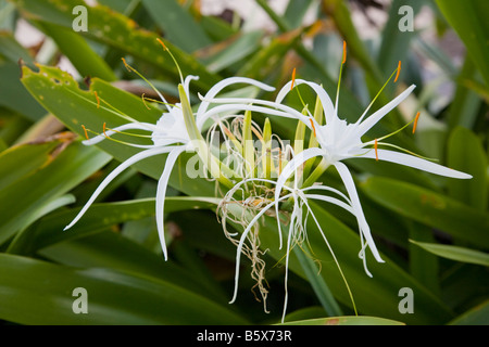 Spinne Liliy Hymenocallis Caribaea auf der karibischen Insel Anguilla in den British West Indies Stockfoto