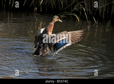 1230 Stockente Oare Naturschutzgebiet Kent UK Stockfoto