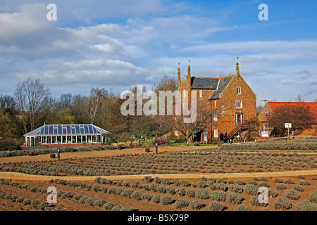 1241 Heacham Lavender Farm Norfolk UK Stockfoto