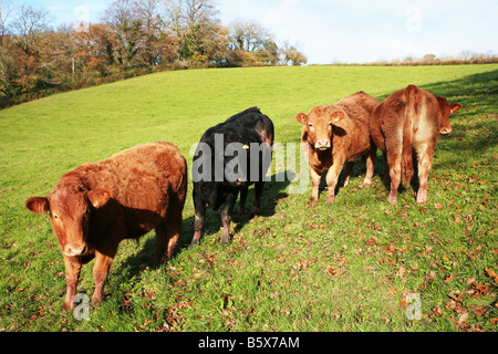 South Devon Färsen und Steer Kühe stehen in privaten Ackerland junge Tiere Nutztieren im Feld Stockfoto