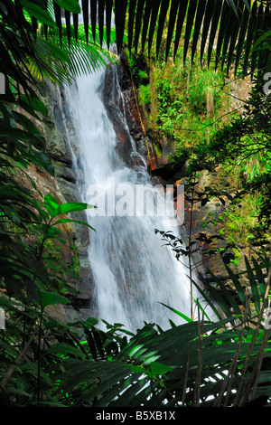 Die Mina Wasserfälle im El Yunque Caribbean National Forest in der Nähe von Palmer Puerto Rico Stockfoto