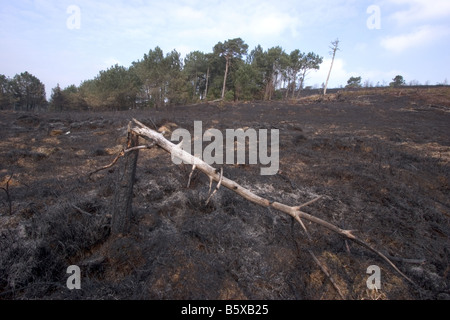 Heide-Feuer in Dorset in der Nähe einer Wohngegend Stockfoto