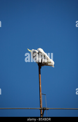 Australische Schwefel crested Kakadu (Cacatua Galerita) sich auf eine TV-Antenne gegen einen azurblauen Himmel putzen Stockfoto