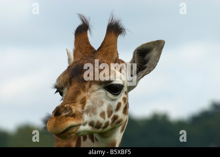 Giraffe, Woburn Safari Park, Bedfordshire, England. Stockfoto