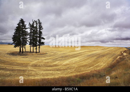 Riesiges Feld im Bundesstaat Montana nach ernten Stockfoto