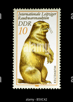 Murmeltier auf Briefmarke aus der DDR Stockfoto