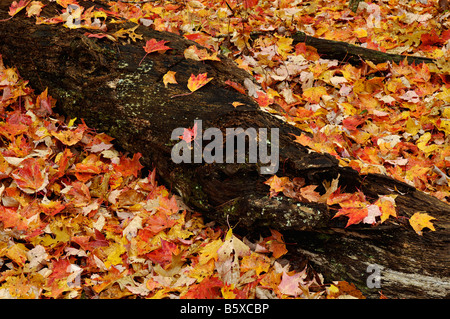 Gefallenen Ahornblätter und Fäulnis Log in Tennessee Fall Creek Falls State Park Stockfoto