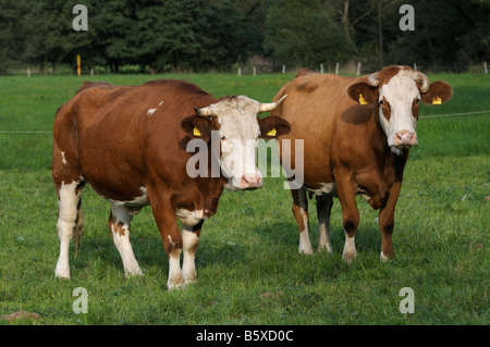 Simmentaler Rind (Bos Taurus), zwei Kühe auf einer Weide Stockfoto