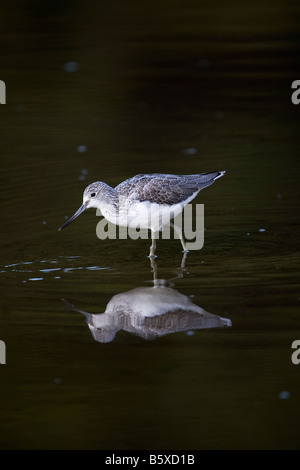 Grünschenkel Tringa Nebularia waten cornwall Stockfoto