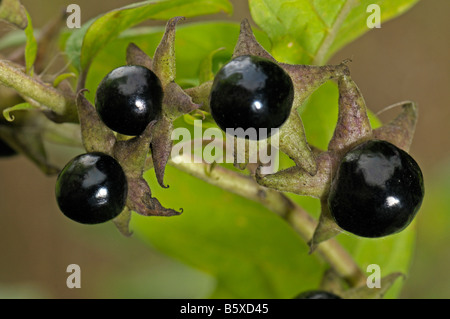 Tollkirsche (Atropa Belladonna), Zweig mit Beeren Stockfoto