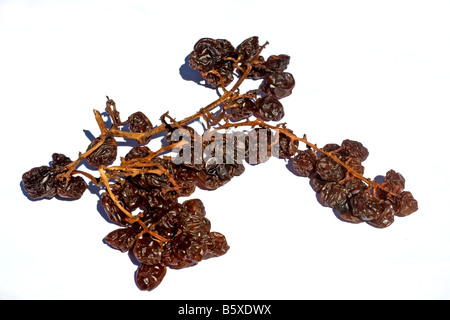 Rosinen am Rebstock Stockfoto
