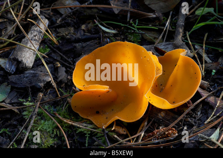 Orange Peel Fungus Stockfoto