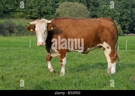 Simmentaler Rind (Bos Taurus), Kuh-jungen auf einer Weide Stockfoto