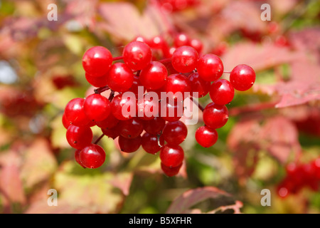 GUELDER ROSE Viburnum Opulus CLOSE UP von reifen Beeren Stockfoto