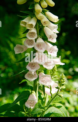 Royal Botanic Gardens Kew Richmond London Fingerhut digitale Digitalis Purpurea v. Rosa Stockfoto