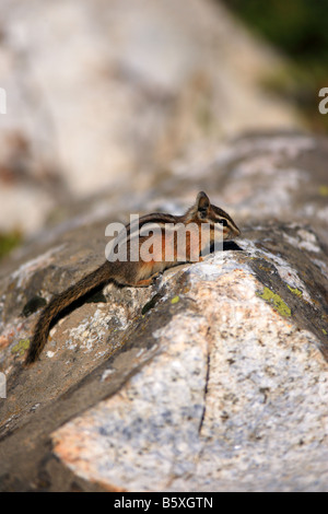 Wenigsten Chipmunk thront auf einem Felsen. Stockfoto