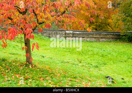 Herbstlicher Baum in Constable Burton in N Yorkshire, Großbritannien Stockfoto