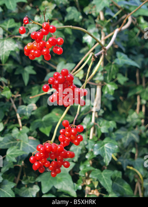 Efeu rote Beeren im Herbst. Stockfoto