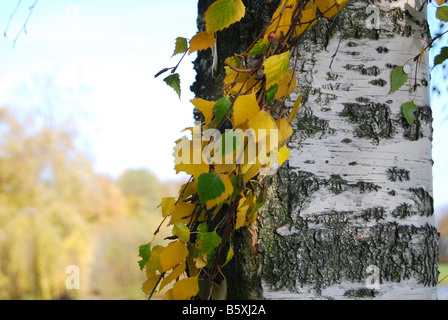 Detail der Betula Pendel im Herbst Stockfoto
