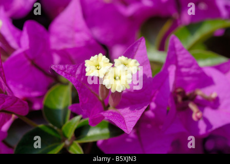 Bougainvillea ein Blütenpflanzen, die ursprünglich aus Südamerika, blüht im Mittelmeer. Stockfoto