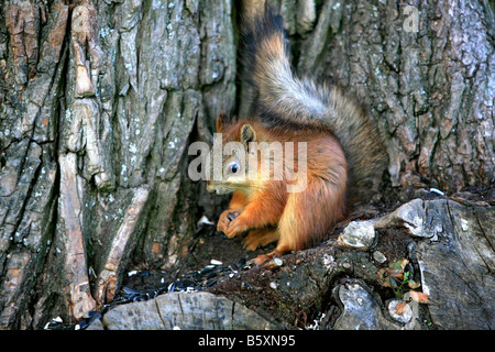 Eichhörnchen in den Gärten der Palast aus dem 18. Jahrhundert des russischen Zaren Paul I. in Pawlowsk in der Nähe von St. Petersburg, Russland Stockfoto