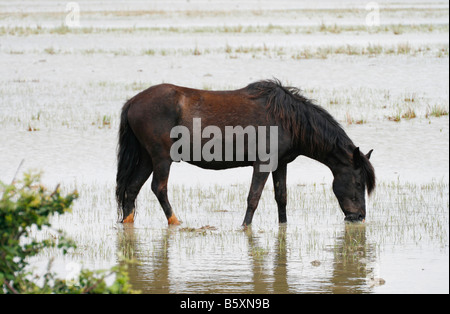 Camargue-Pferd grasen im Feuchtgebiet des Rhone-Deltas. Diese sind geborene braun oder schwarz und weiß wann ungefähr vier Jahre alt Stockfoto