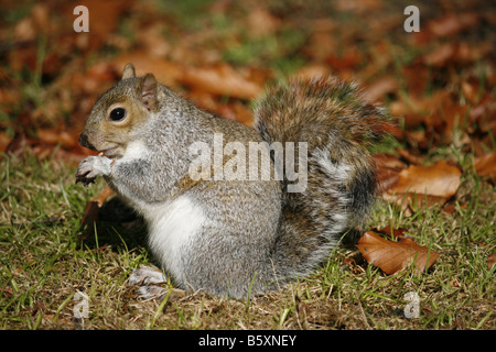 Grauhörnchen (Sciurus Carolinensis) unter das Herbstlaub Essen eine Erdnuss.  Aufgenommen im Oktober Stockfoto