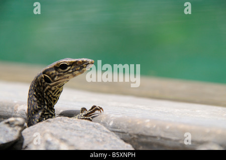 Kopf des Babys Wasser Waran Stockfoto