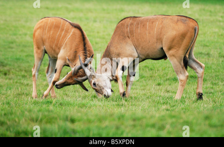 Gemeinsame Eland (Tauro Oryx) Dollar kämpfen. Stockfoto