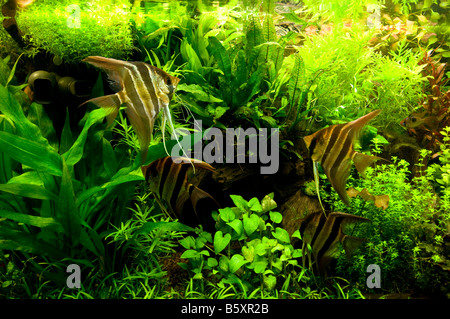 Pterophyllum Altum, Tiefe Angelfish Amazzonia Buntbarsch Stockfoto
