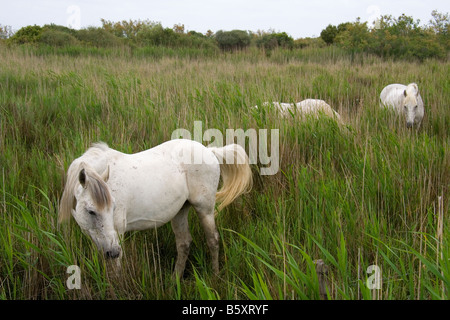 Weisse Pferde der Camargue Weideland im Feuchtgebiet im Rhone-Delta, ihre Beine und Tails gebeizt Braun aus dem torfigen Wasser. Stockfoto