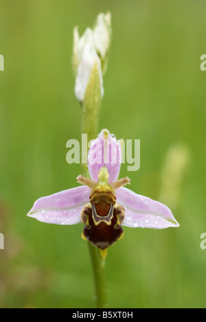 Biene Orchidee (Ophrys Apifera) im Regen Stockfoto