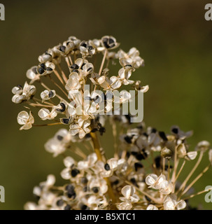 Eine tote Schnittlauch Pflanze mit Samen auf dem display Stockfoto