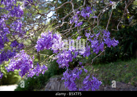 Blumen auf einer australischen Jacaranda-Baum im Frühling, Sydney, Australien Stockfoto