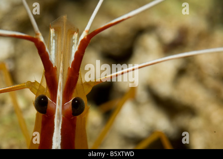 Weiß gebändert sauberer Garnele Lysmata Amboinensis, Crustacea Stockfoto