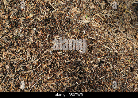 Viele Waldameisen - Formica Rufa L. - auf einem Ameisenhaufen. Stockfoto