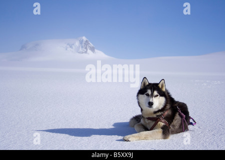 Siberian Husky vor Islands höchstem Berg, Hvannadalshnúkur Stockfoto