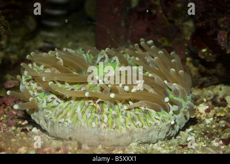 Lange Tentakel Platte Coral (Heliofungia Actiniformis) Stockfoto