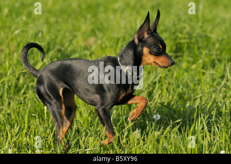 "Prager Rattler" / "Pra Ský Krysarík" eines der kleinste Hund züchtet weltweit stammen aus der Tschechischen Republik, 9 Monate alt Stockfoto