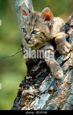 Eine Bobcat Kätzchen spielt in einem Baum. Kontrollierten Bedingungen Stockfoto