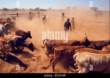 Musterung Rinder, Outback Australien Stockfoto